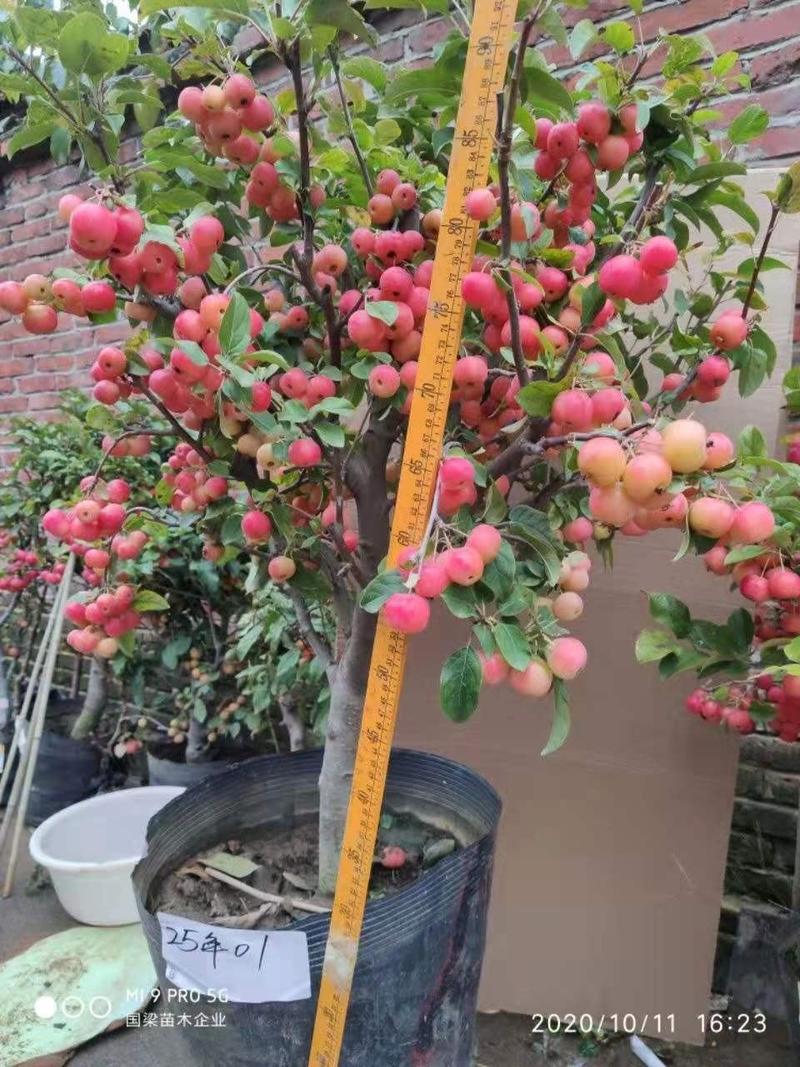 黑钻冬红苹果盆栽水果果树苗地栽庭院四季室内室外南北方