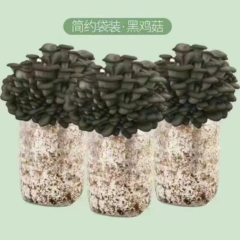 菌菇包，库房大量现货供应，跑江湖，地摊批发