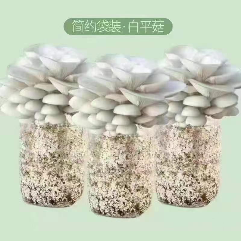 菌菇包，库房大量现货供应，跑江湖，地摊批发