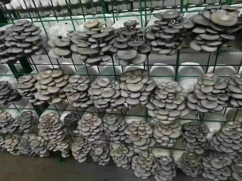 菌菇包，库房大量现货供应，跑江湖，地摊批发