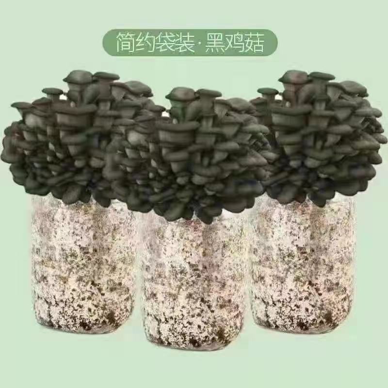 菌菇包，库房大量现货供应，跑江湖，地摊批发