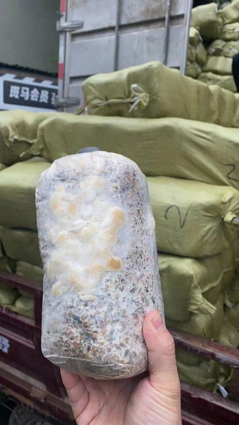 菌菇包，库房大量现货供应，跑江湖，地摊批发