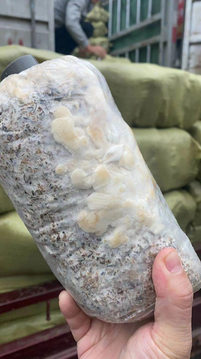 菌菇包，库房大量现货供应，跑江湖，地摊批发