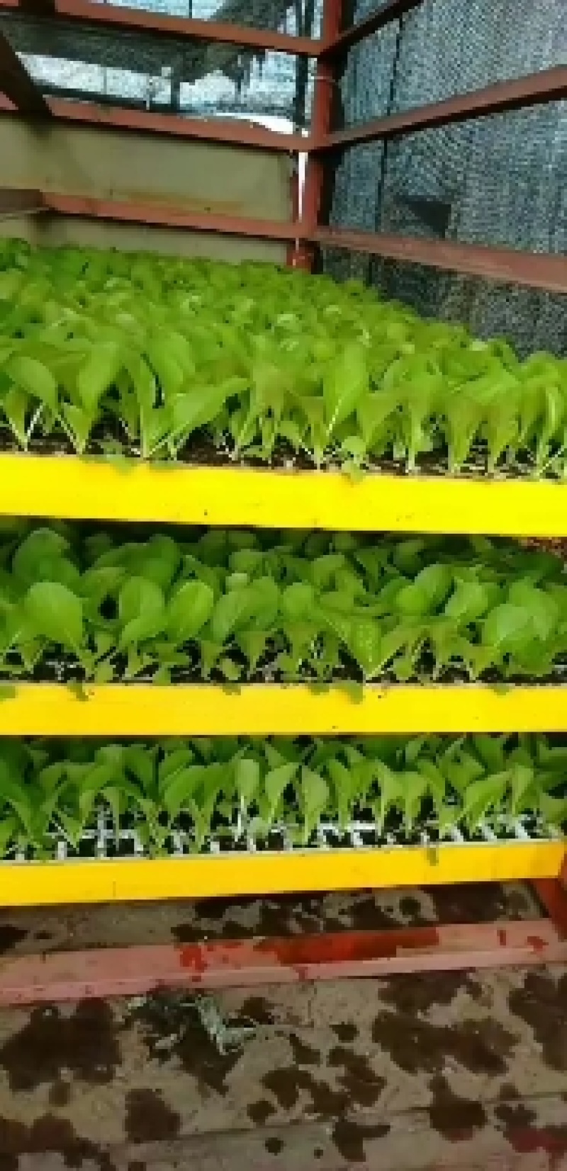 秋绿（60）苗好，农家育苗基地常年供应各种各样的蔬菜苗