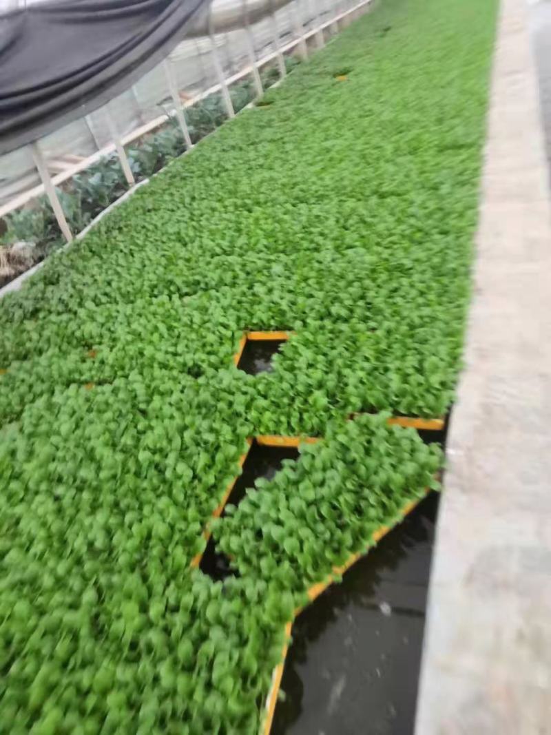 秋绿（60）苗好，农家育苗基地常年供应各种各样的蔬菜苗