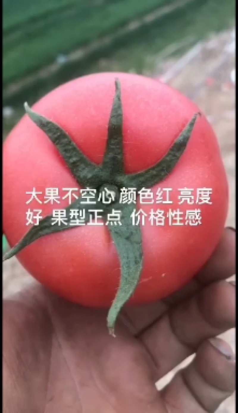 肥乡区硬粉西红柿王红卫蔬菜交易市场超市批发商电商