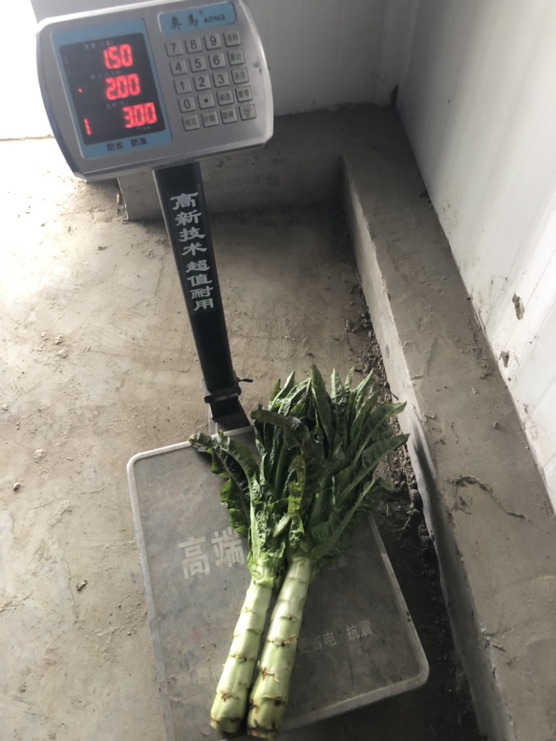 红叶青皮香莴笋产地直供种植基地专业合作社
