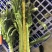 红叶青皮香莴笋产地直供种植基地专业合作社