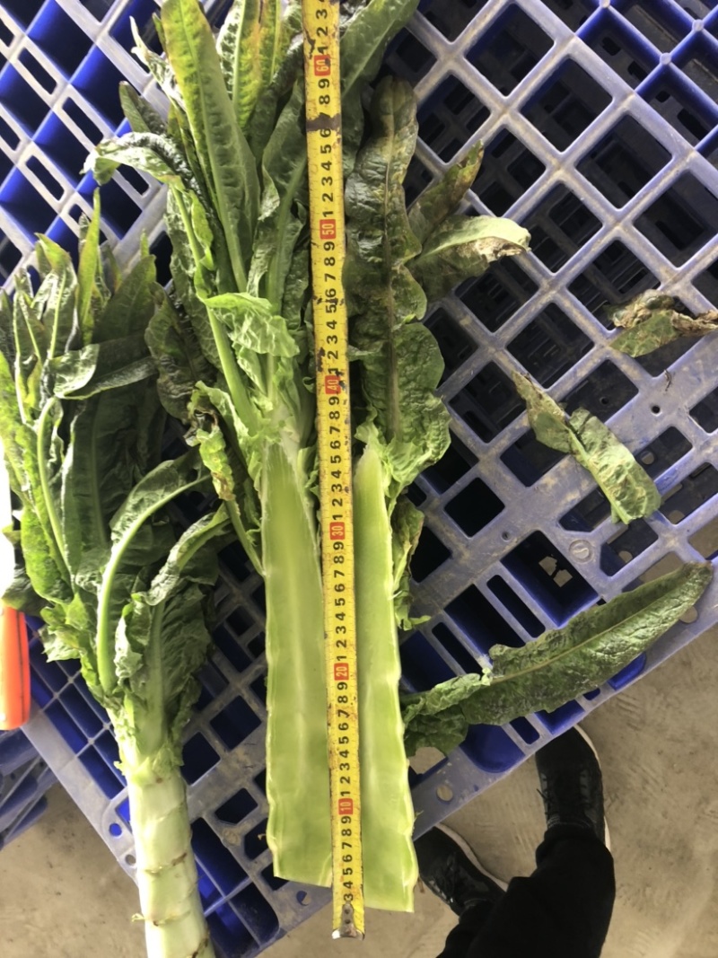 红叶青皮香莴笋产地直供种植基地专业合作社