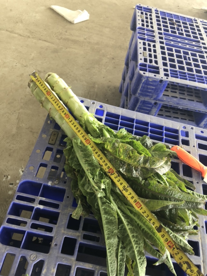 红叶青皮香莴笋产地直供种植基地专业合作社