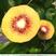 【优选】红阳猕猴桃苗，品种纯正，基地直发，量大价优，