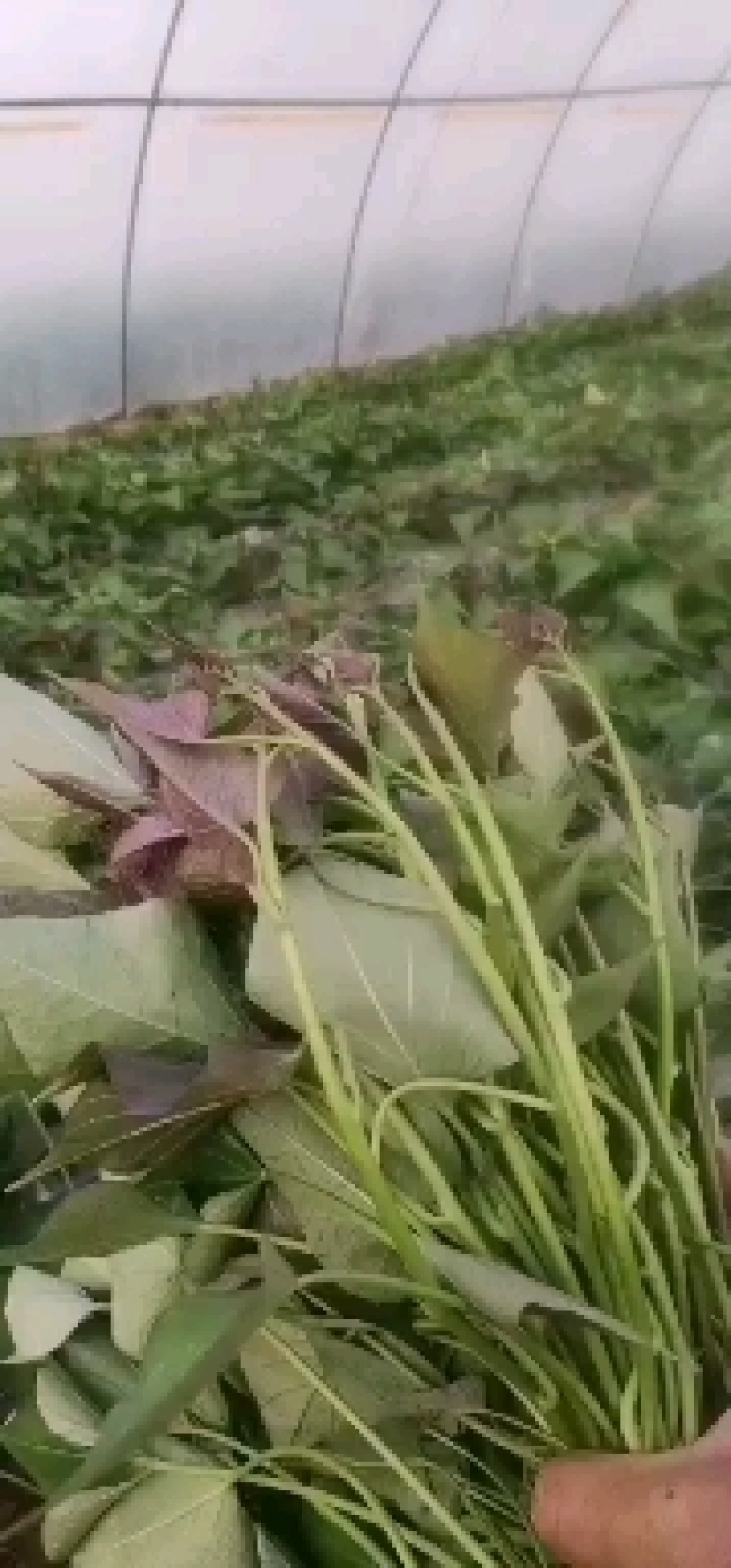 原种脱毒红薯苗，一手货源，产地直供，