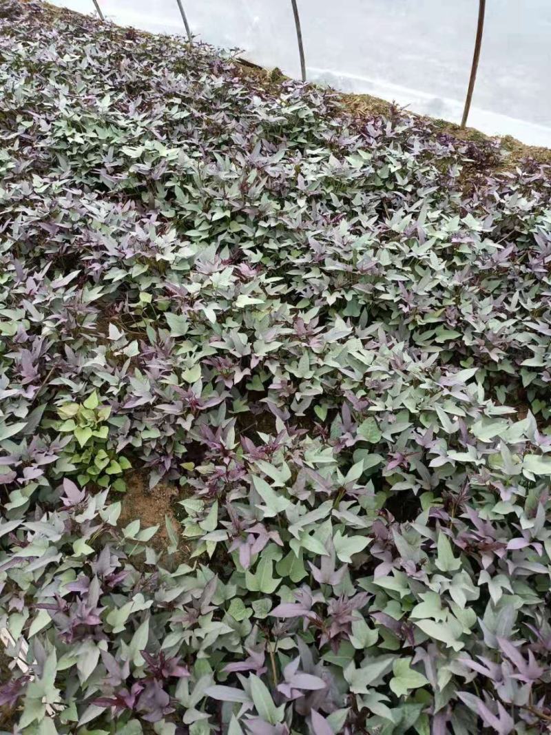 原种脱毒红薯苗，一手货源，产地直供，