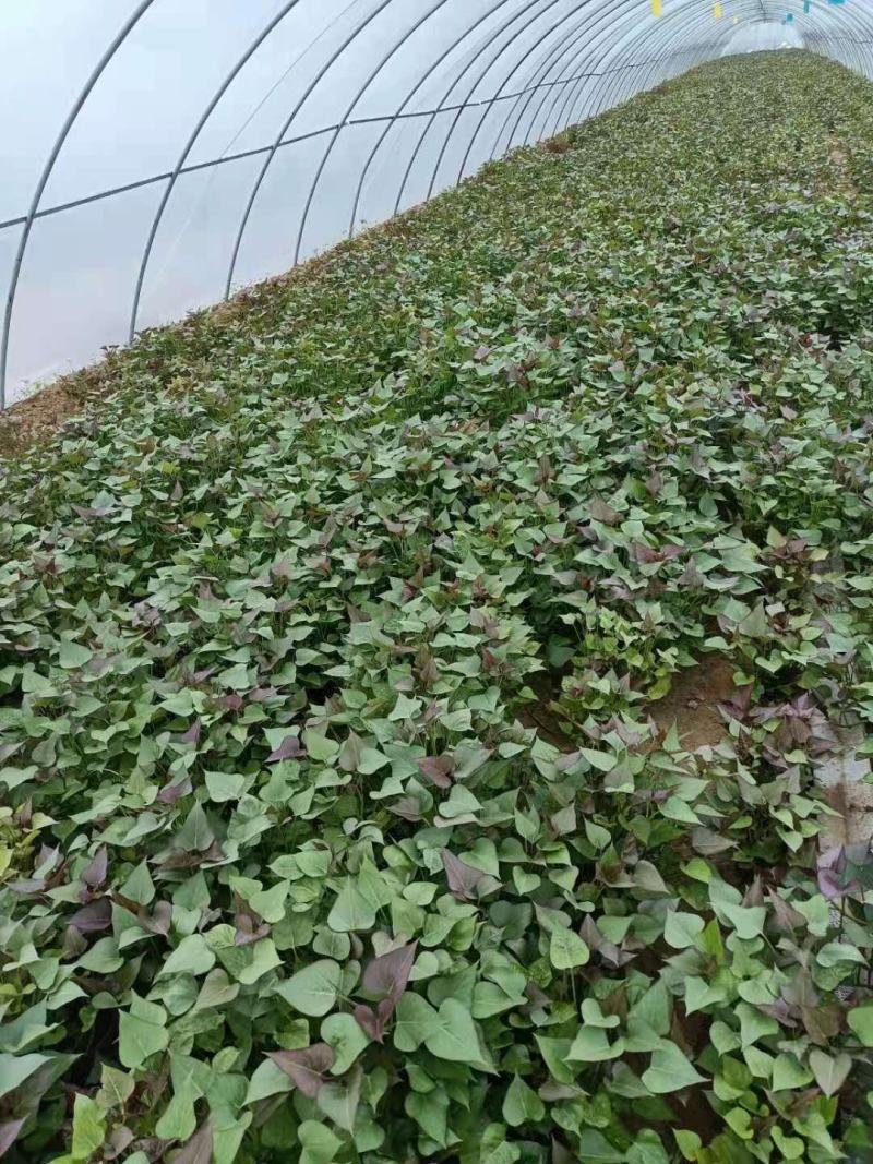 原种脱毒红薯苗，一手货源，产地直供，