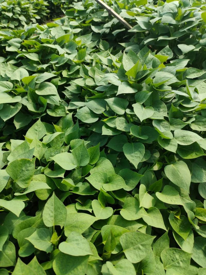原种脱毒红薯苗，一手货源，产地直供，
