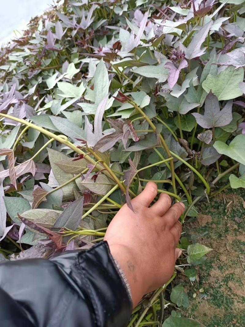 原种脱毒红薯苗，一手货源，产地直供，