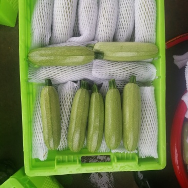 精品西葫芦，欢迎超市对接，量大品质好，全陆地西葫芦