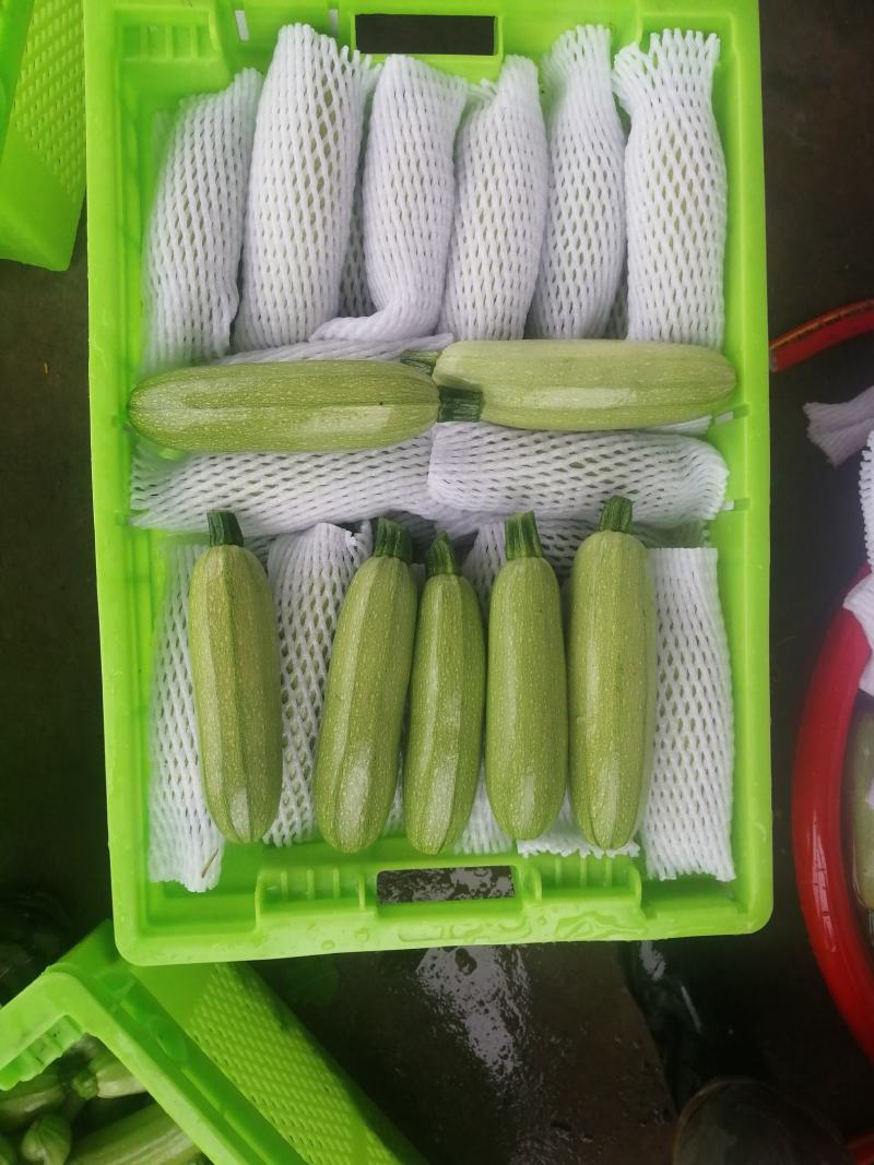 精品西葫芦，欢迎超市对接，量大品质好，全陆地西葫芦
