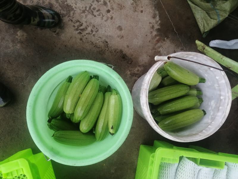 精品西葫芦，欢迎超市对接，量大品质好，全陆地西葫芦