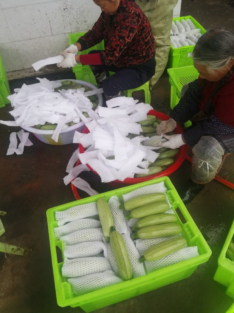 精品西葫芦，欢迎超市对接，量大品质好，全陆地西葫芦