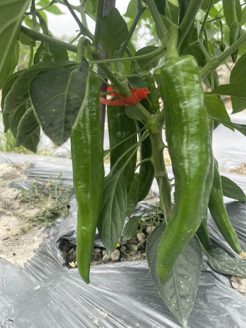 牛角椒每天摘5000-10000斤，价格随当天行情！