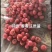 肥乡区硬粉西红柿王红卫蔬菜交易市场电商超市批发方商