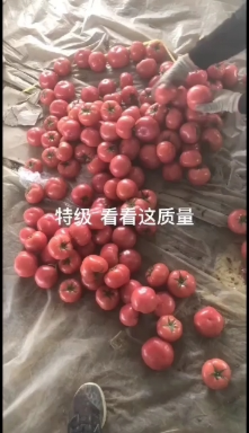 肥乡区硬粉西红柿王红卫蔬菜交易市场电商超市批发方商