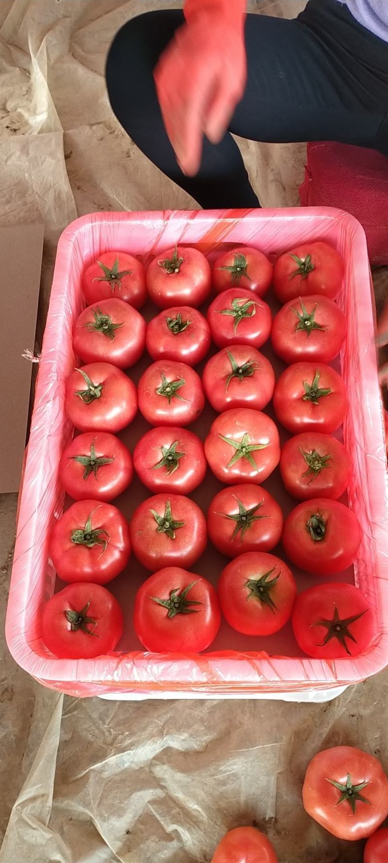 肥乡区硬粉西红柿王红卫蔬菜交易市场电商超市批发方商