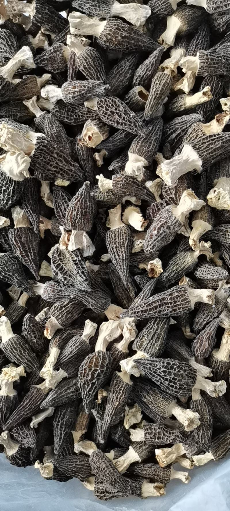 羊肚菌