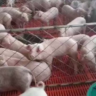 【热销】江苏仔猪基地，仔猪批发品种齐全，