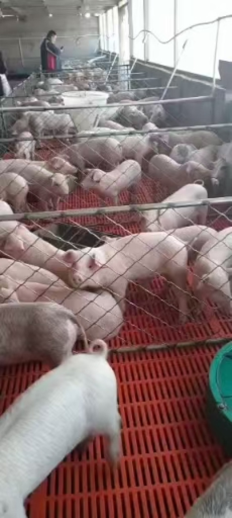 【热销】江苏仔猪基地，仔猪批发品种齐全，