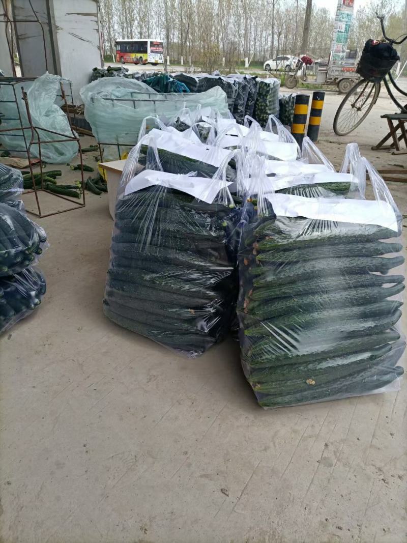 【推荐】鲜花带刺黄瓜大量供货，全国供货顶花带刺