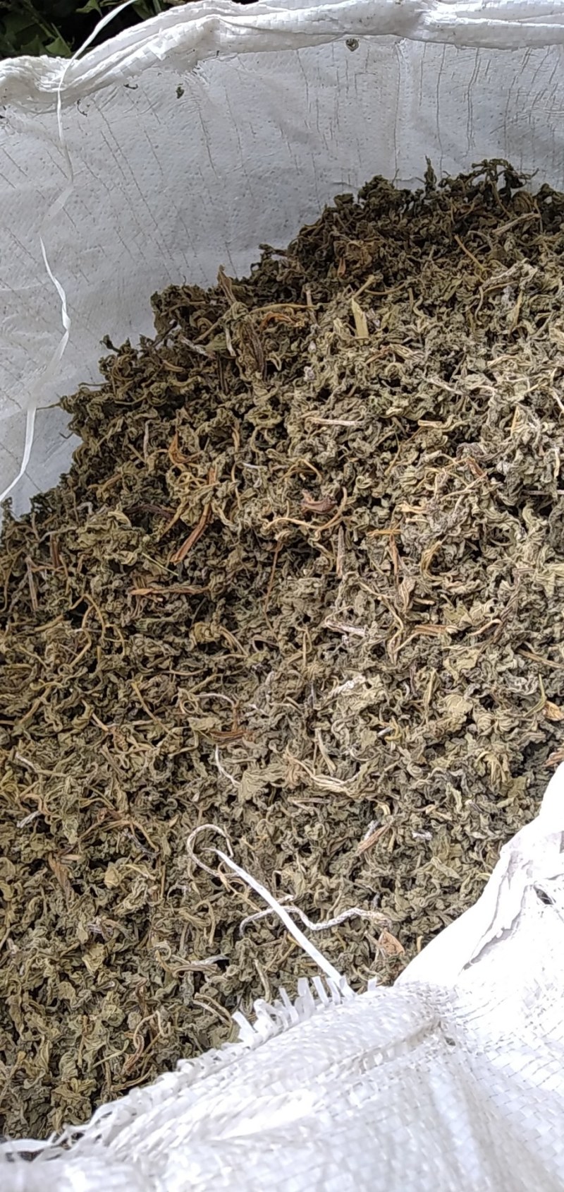 益母草野生益母草大别山野生中药材可批发零售