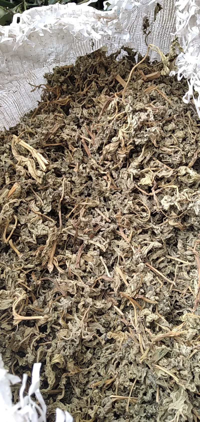 益母草野生益母草大别山野生中药材可批发零售