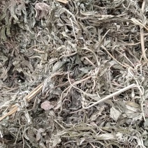 益母草野生益母草大别山野生中药材可批发零售