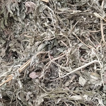 益母草野生益母草大别山野生中药材可批发零售