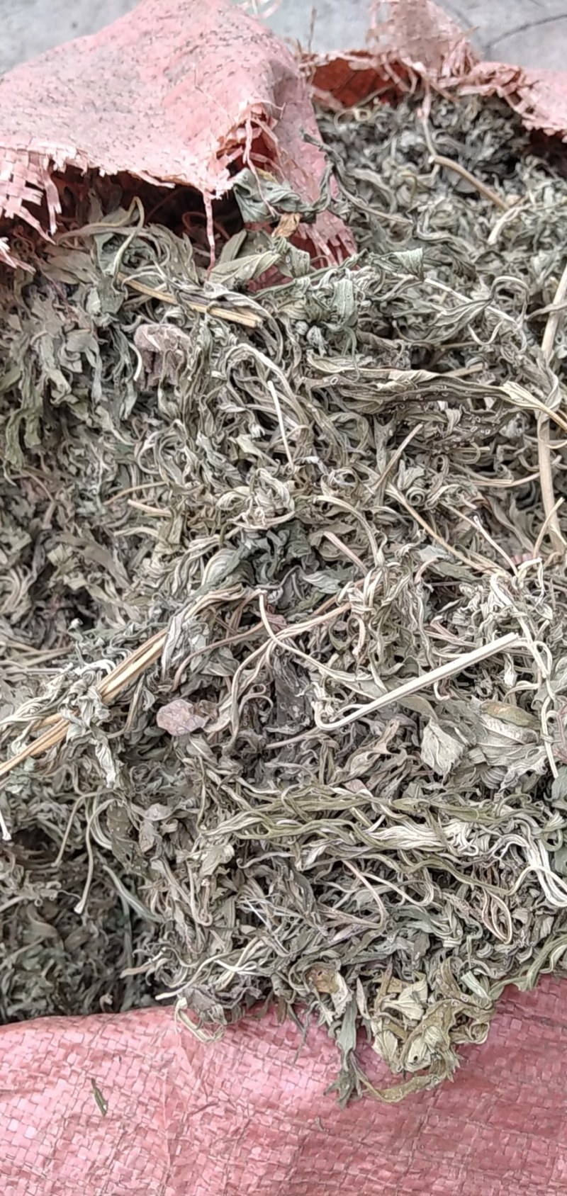 益母草野生益母草大别山野生中药材可批发零售
