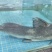 江黄鱼纯tian然江黄鱼四川重庆可客车带货