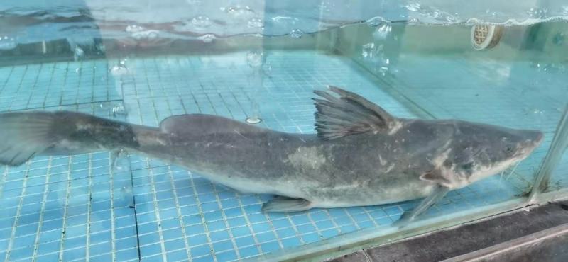 江黄鱼纯tian然江黄鱼四川重庆可客车带货