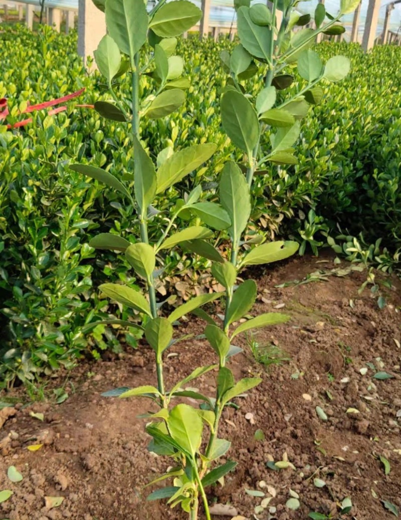 冬青价格优-冬青出售-冬青种植基地