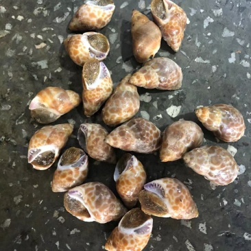 花螺东风螺，印度各种规格规格都有，888888