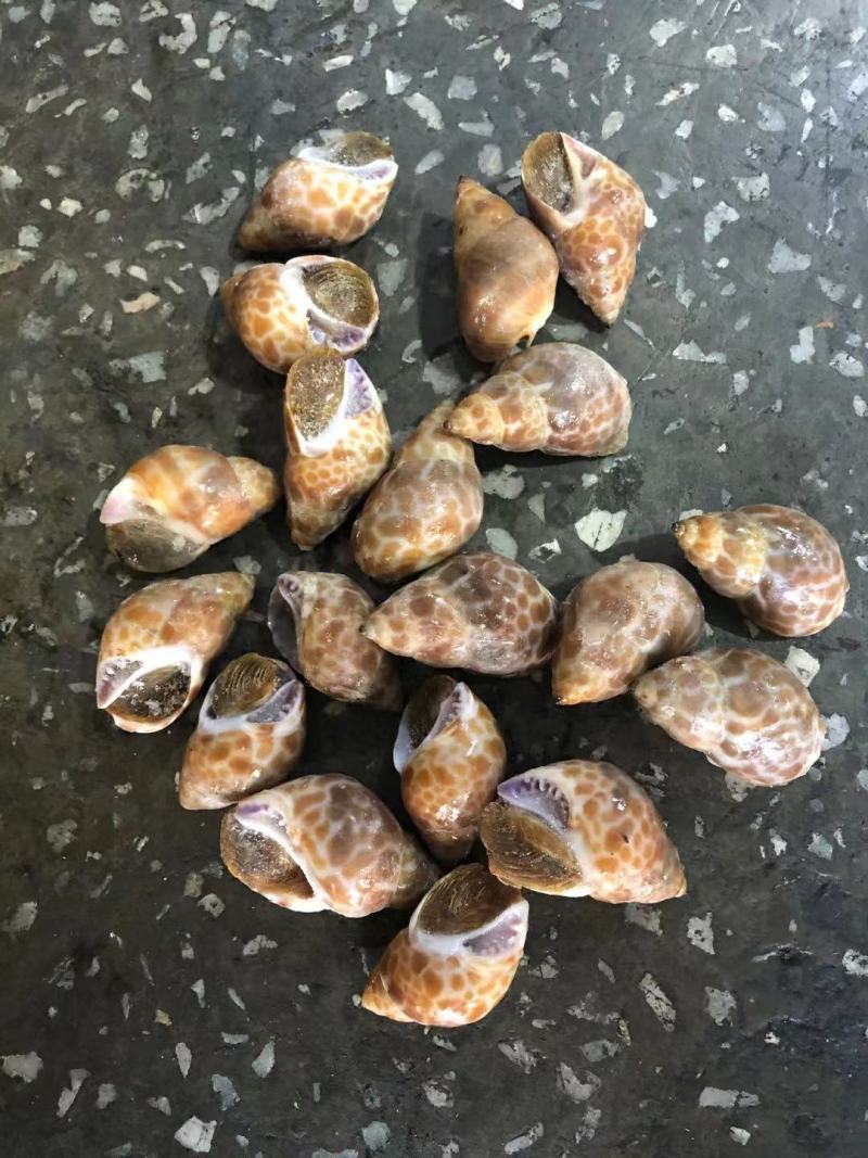 花螺东风螺，印度各种规格规格都有，888888