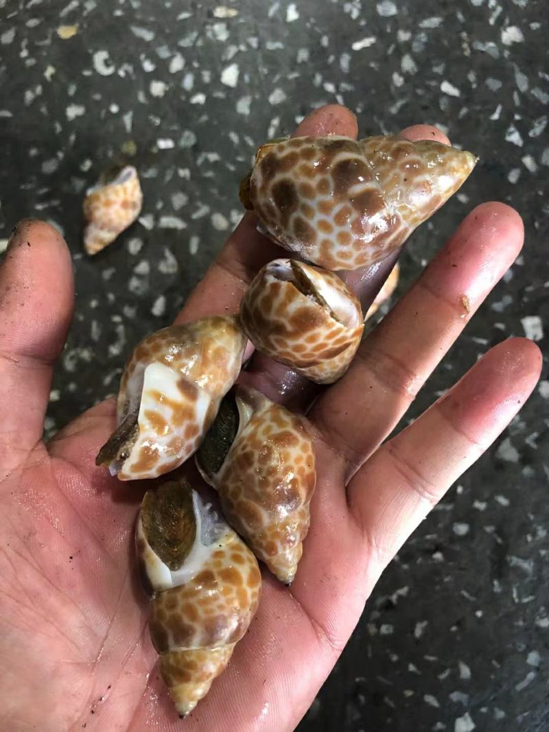 花螺东风螺，印度各种规格规格都有，888888