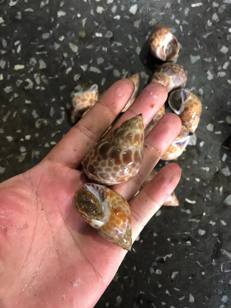 花螺东风螺，印度各种规格规格都有，888888