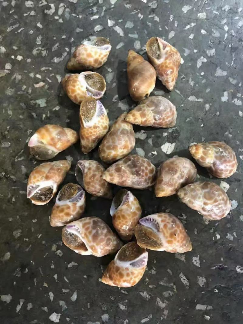 花螺东风螺，印度各种规格规格都有，888888