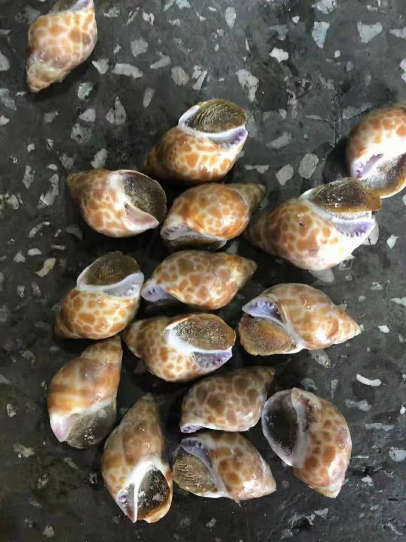 花螺东风螺，印度各种规格规格都有，888888