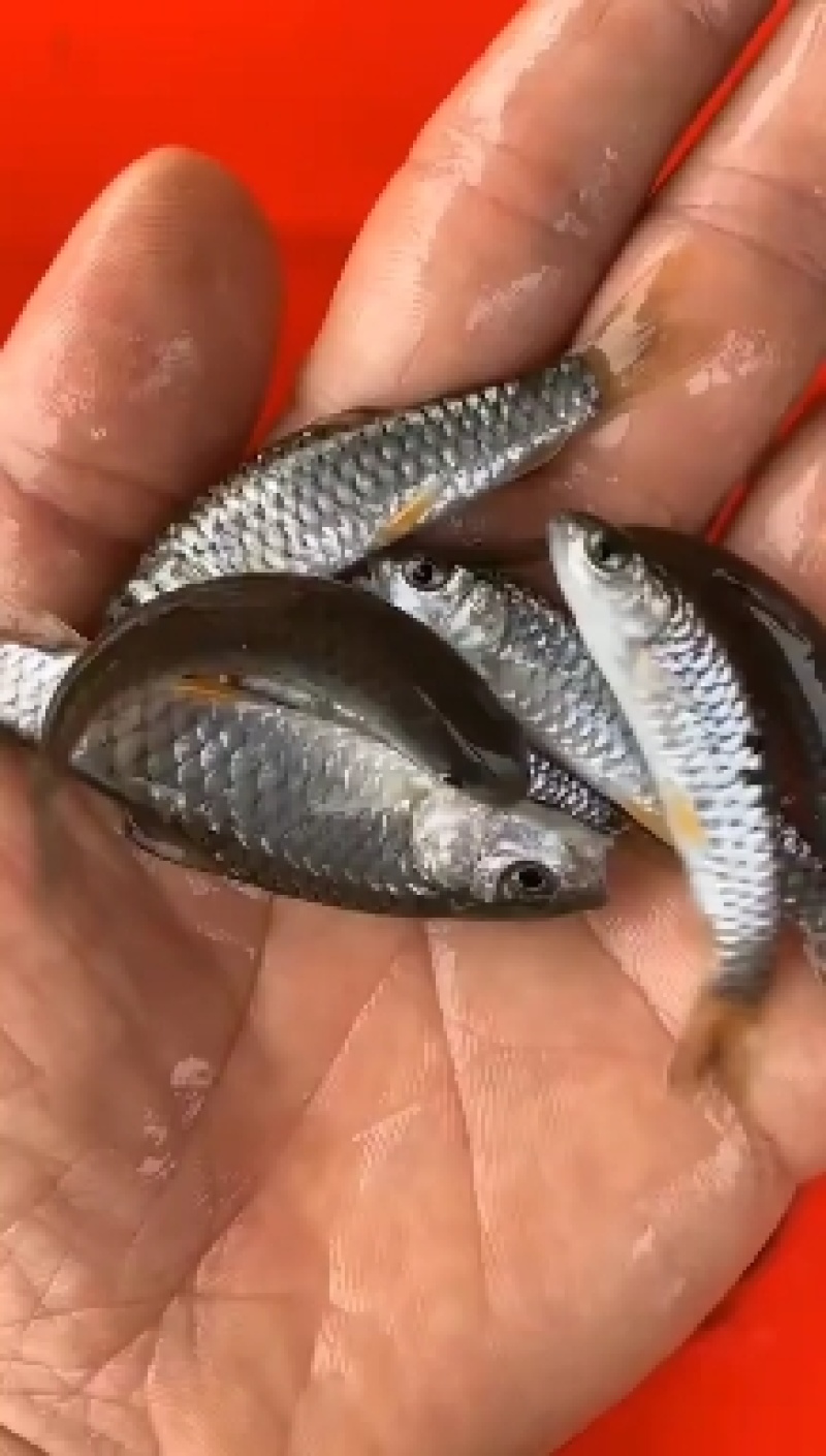 军鱼苗苗，青竹鲩鱼苗，康坚鱼苗，货源充足，场地直供，