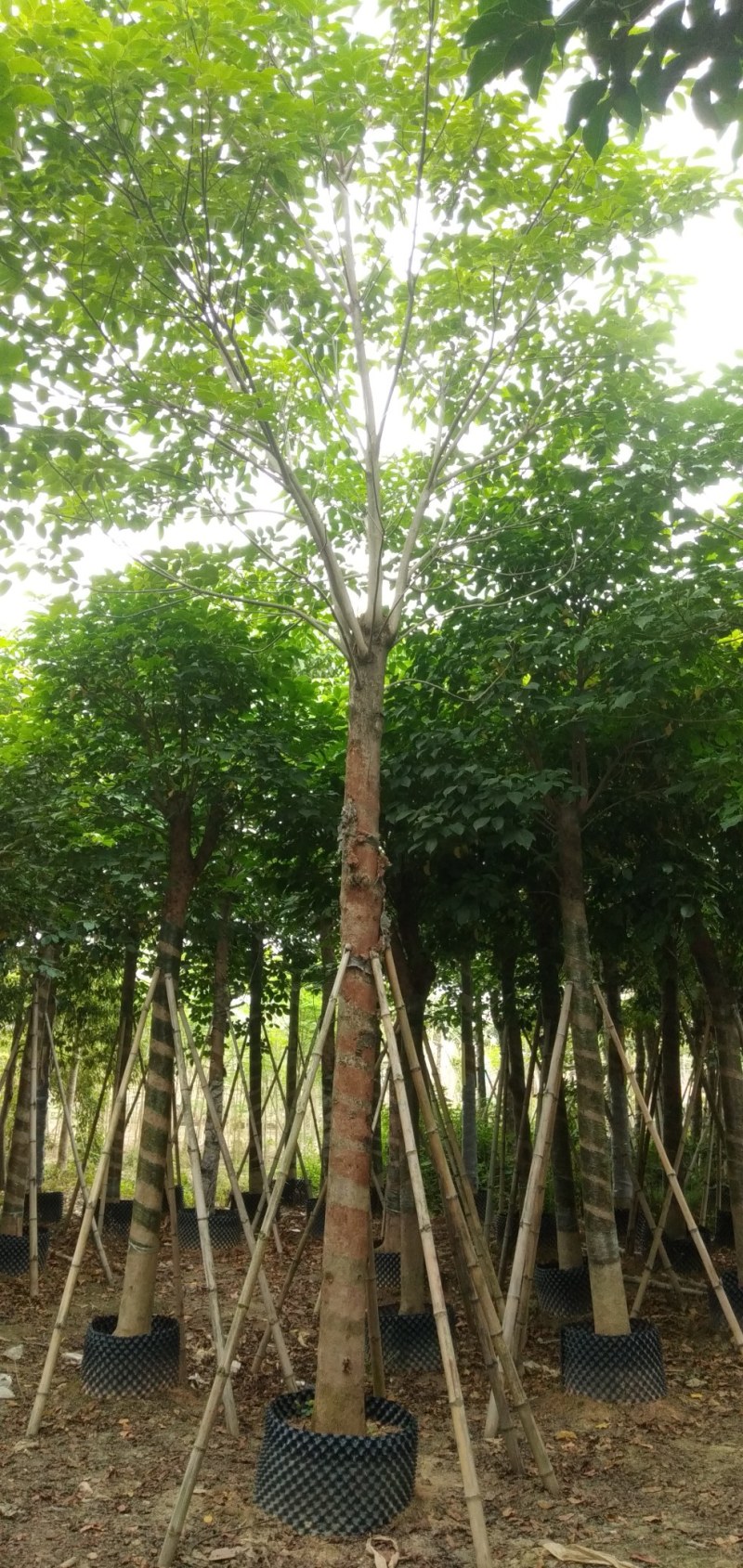 秋枫:15公分光棍.骨架货
