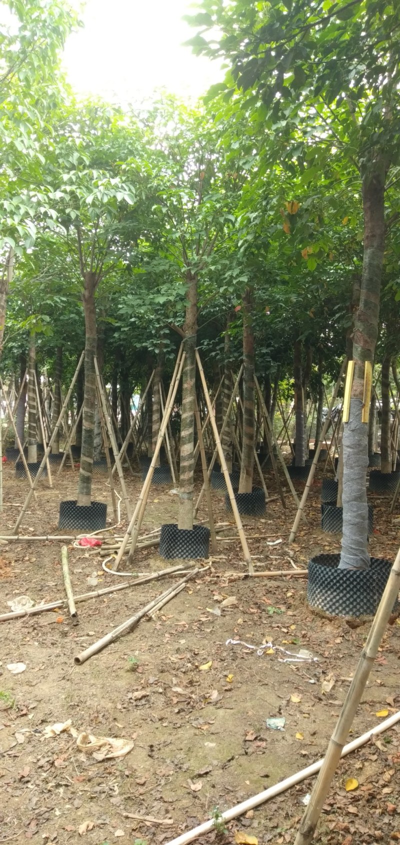 秋枫:15公分光棍.骨架货