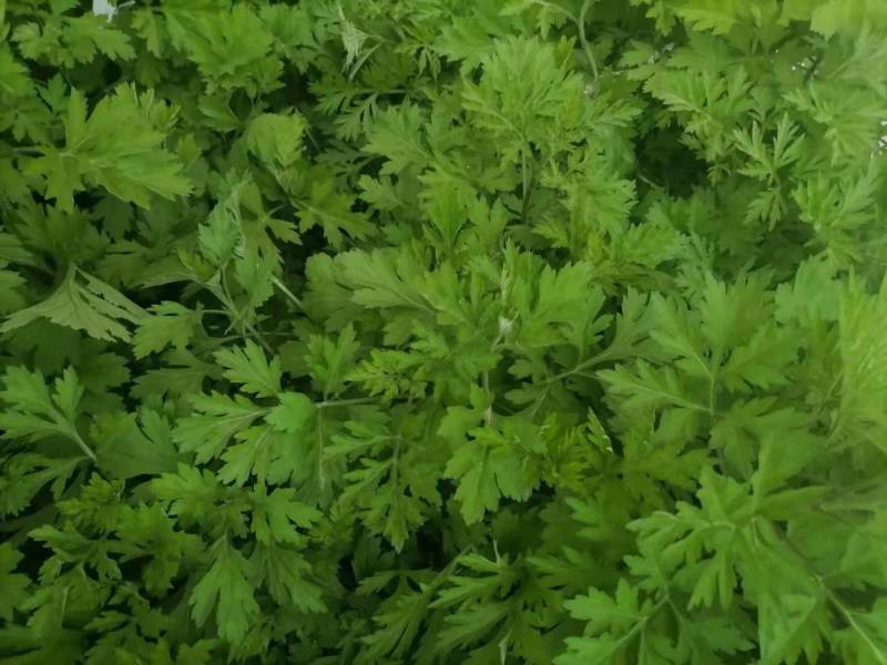 艾草苗正宗大叶四季种植带叶艾苗发货药用艾草苗产量高出绒率